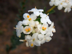 Pimelea flava dichotoma