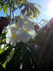 Plumeria pudica