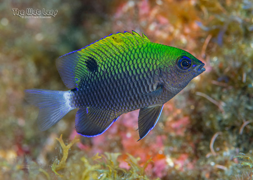 Photo of White-tailed Damselfish (Stegastes leucorus)