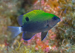 Whitetail Damselfish photo 1