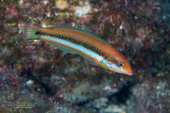 Sunset Wrasse photo 2