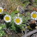 Hairy Daisy - Photo (c) Frin Ross, some rights reserved (CC BY), uploaded by Frin Ross