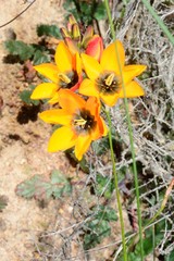 Ixia maculata