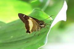 Hasora schoenherr chuza