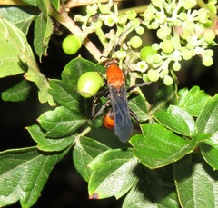 Psorthaspis sanguinea