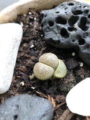 Lithops