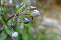 Swertia macrosperma