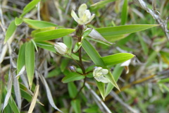 Swertia macrosperma