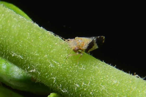 Russelliana capsici