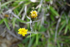 Hieracium morii