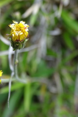 Hieracium morii