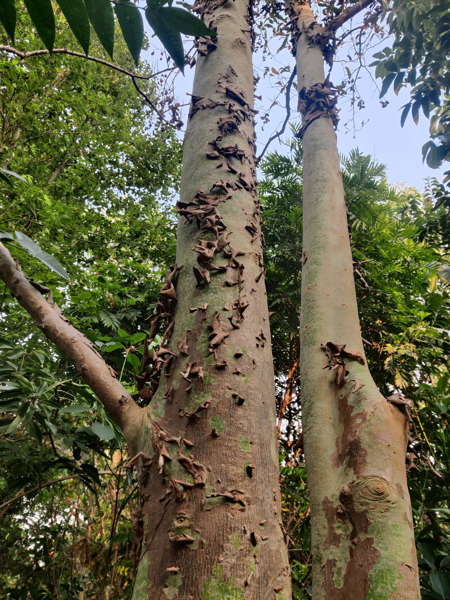 Imagem de Arjuna