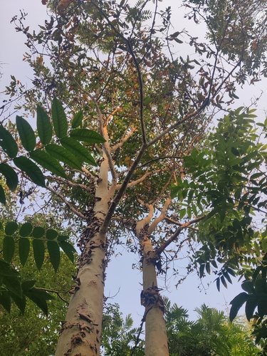 Foto de Arjuna