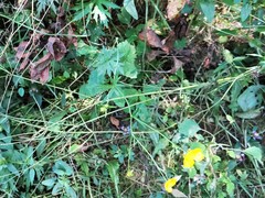 Ranunculus acris acris