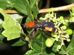 Psorthaspis sanguinea
