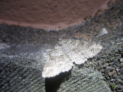 Ascotis fortunata