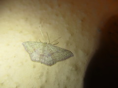 Cyclophora maderensis