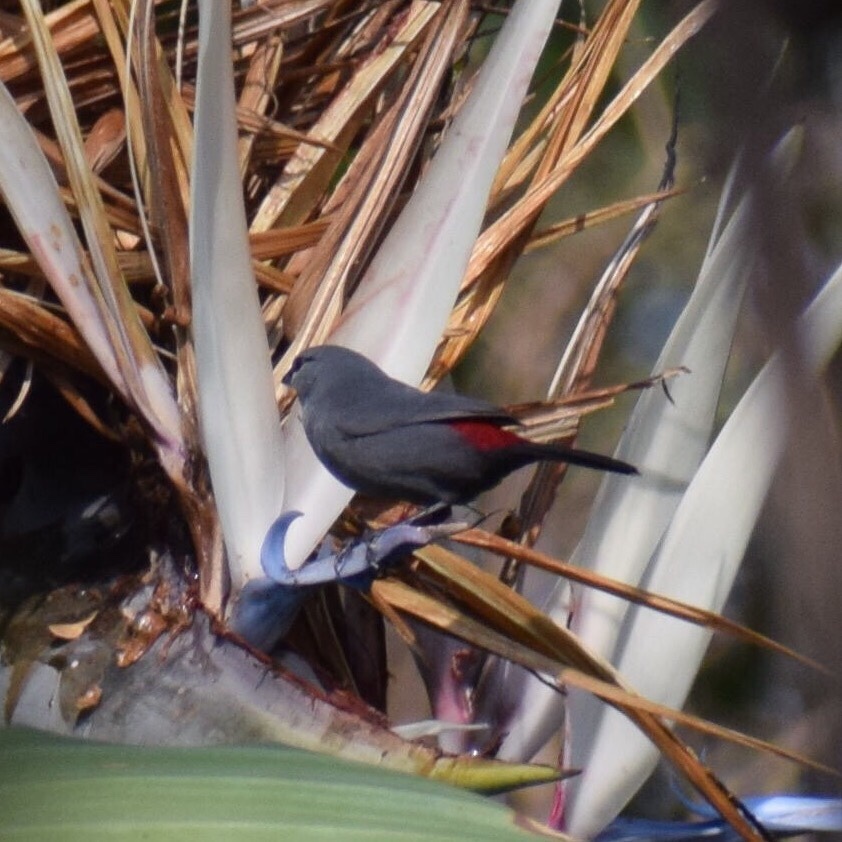 Black-tailed Waxbill (Glaucestrilda perreini)