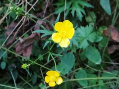 Ranunculus acris acris