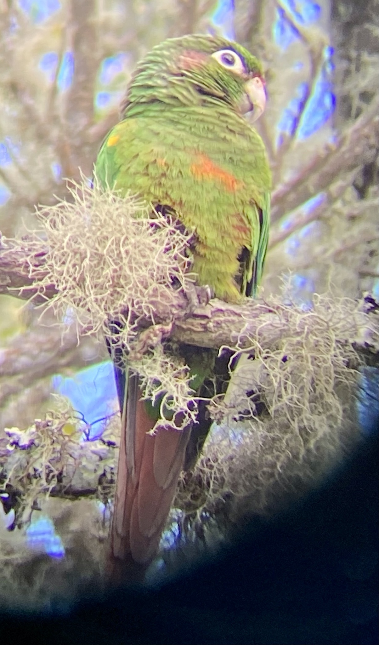 Santa Marta Parakeet (Pyrrhura viridicata), photo 6