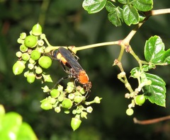 Psorthaspis sanguinea