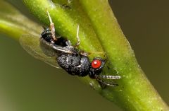 Eurytominae