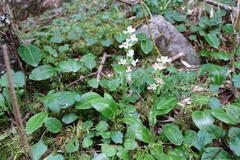 Platanthera brevicalcarata