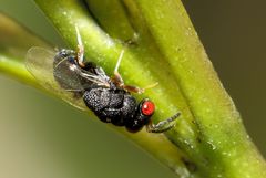 Eurytominae