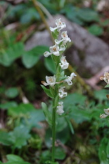 Platanthera brevicalcarata