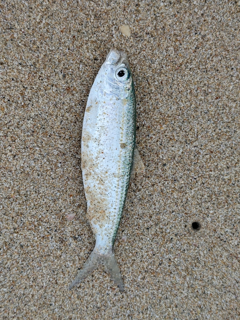 Goldstripe sardinella