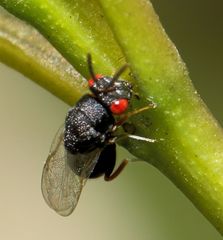 Eurytominae
