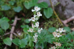 Platanthera brevicalcarata