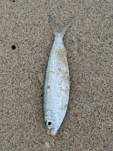 Goldstripe Sardinella (Sardinella gibbosa)