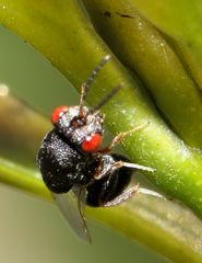 Eurytominae