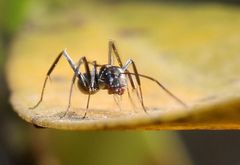 Camponotus natalensis