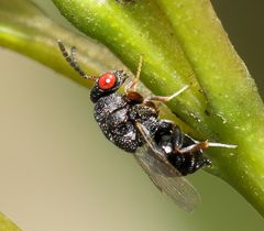 Eurytominae