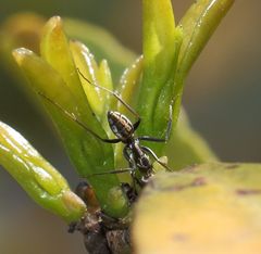 Camponotus natalensis