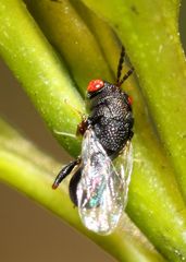 Eurytominae