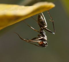 Camponotus natalensis
