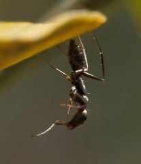 Camponotus natalensis