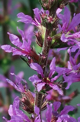 Lythrum salicaria