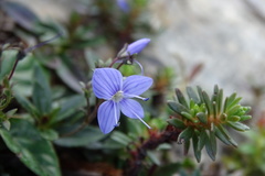 Veronica morrisonicola