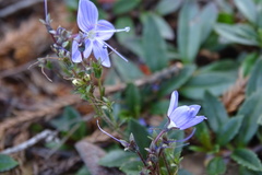 Veronica morrisonicola
