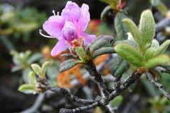 Rhododendron rubropilosum taiwanalpinum