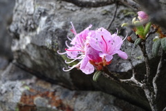 Rhododendron rubropilosum taiwanalpinum
