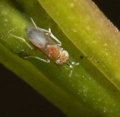Anagyrus