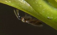 Anagyrus