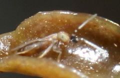 Anagyrus