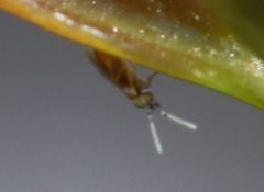 Anagyrus