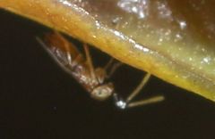 Anagyrus